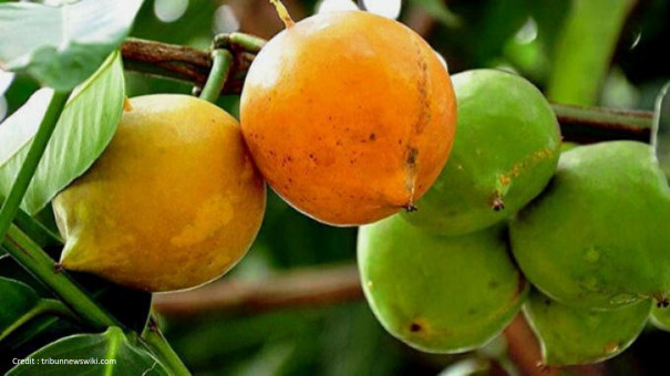 Reservasi Tanaman Buah Nusantara: [Part 2] Mundu, Sang Masam Penangkal Radikal Bebas