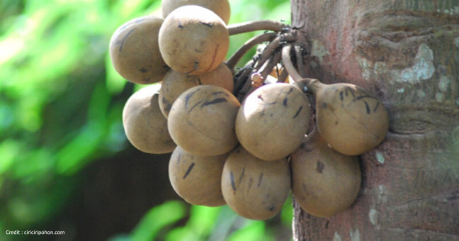Reservasi Tanaman Buah Nusantara: [Part 1] Kepel Kesukaan Keraton Yogyakarta